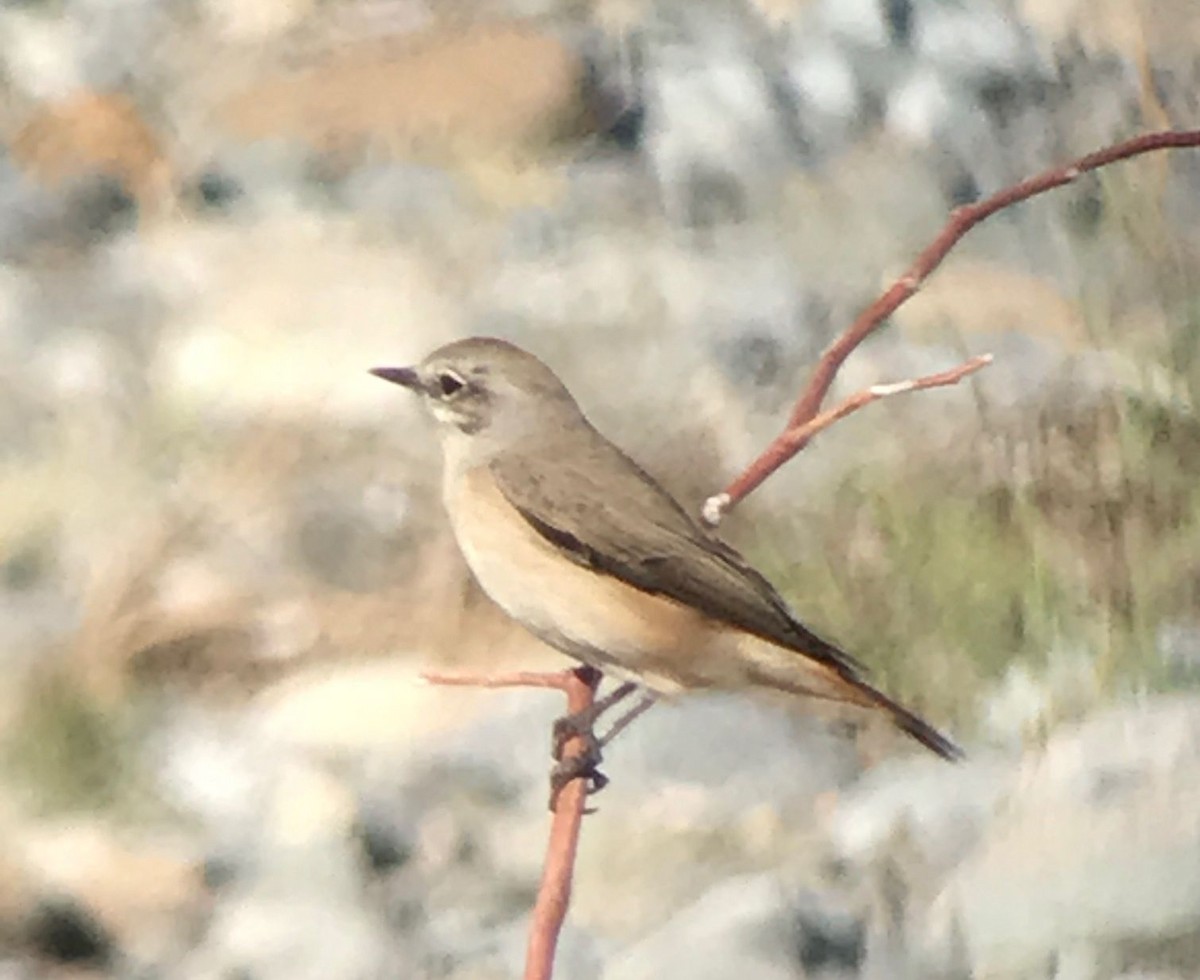 Persian Wheatear - ML641803851
