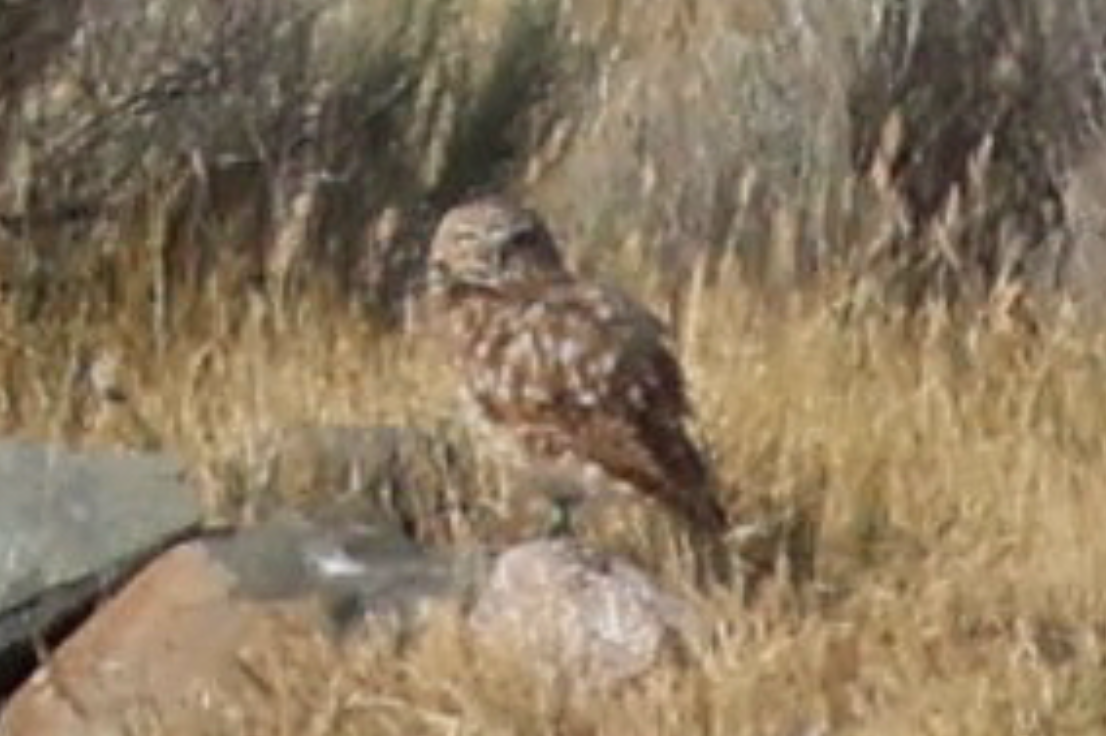 Burrowing Owl - ML641803853