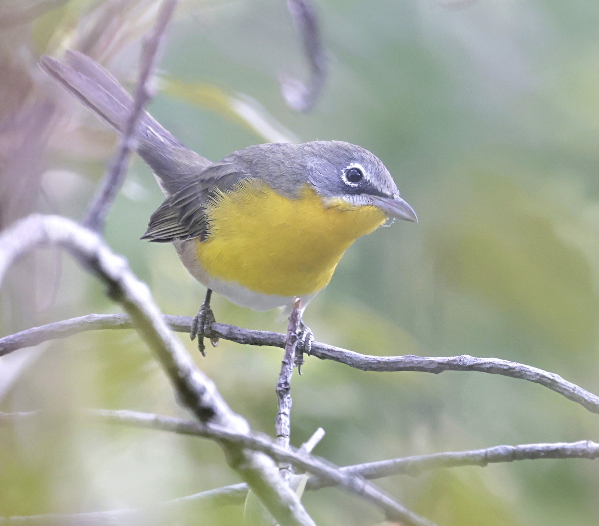 Yellow-breasted Chat - ML641803857