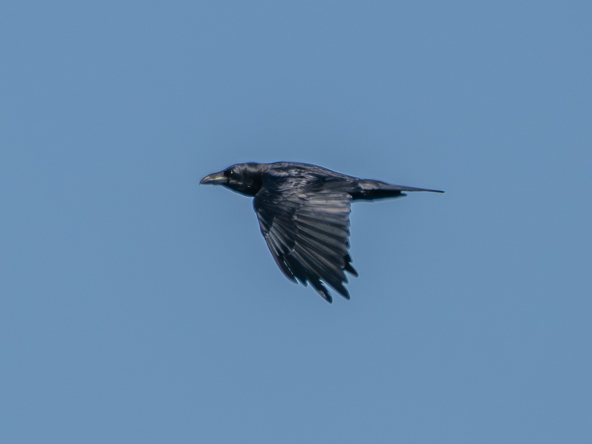Common Raven - ML641803883