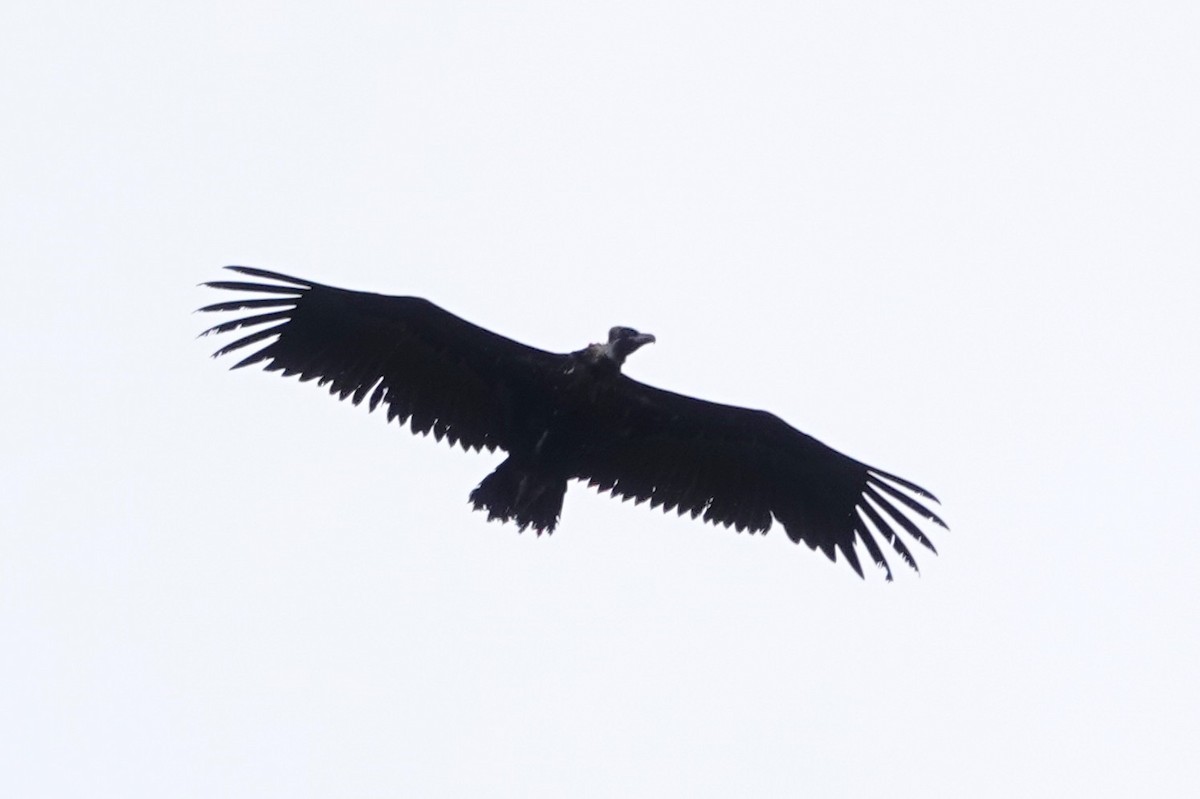 Cinereous Vulture - ML641803885