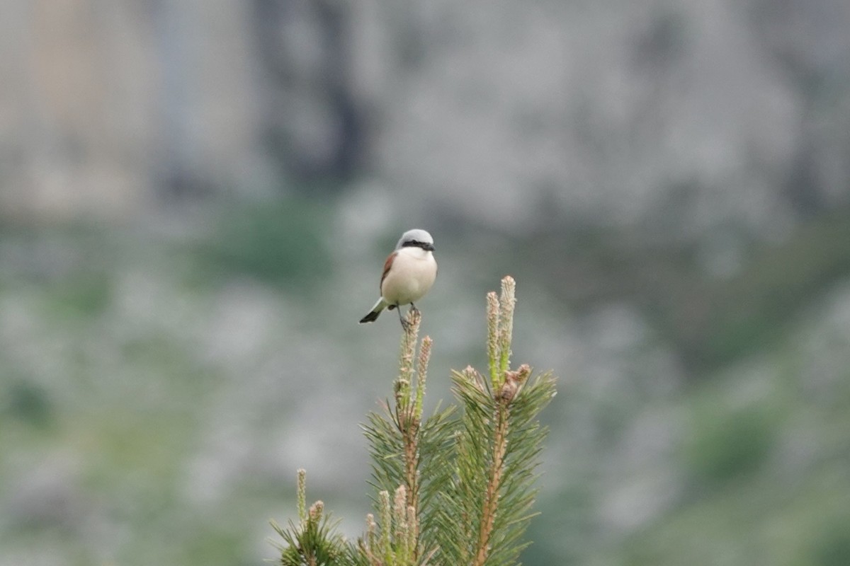 Red-backed Shrike - ML641803902