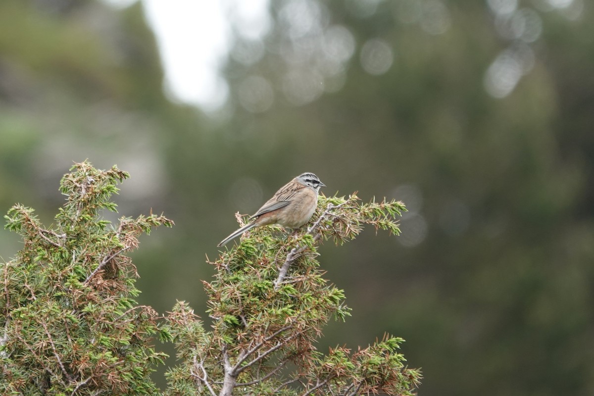 Rock Bunting - ML641803922