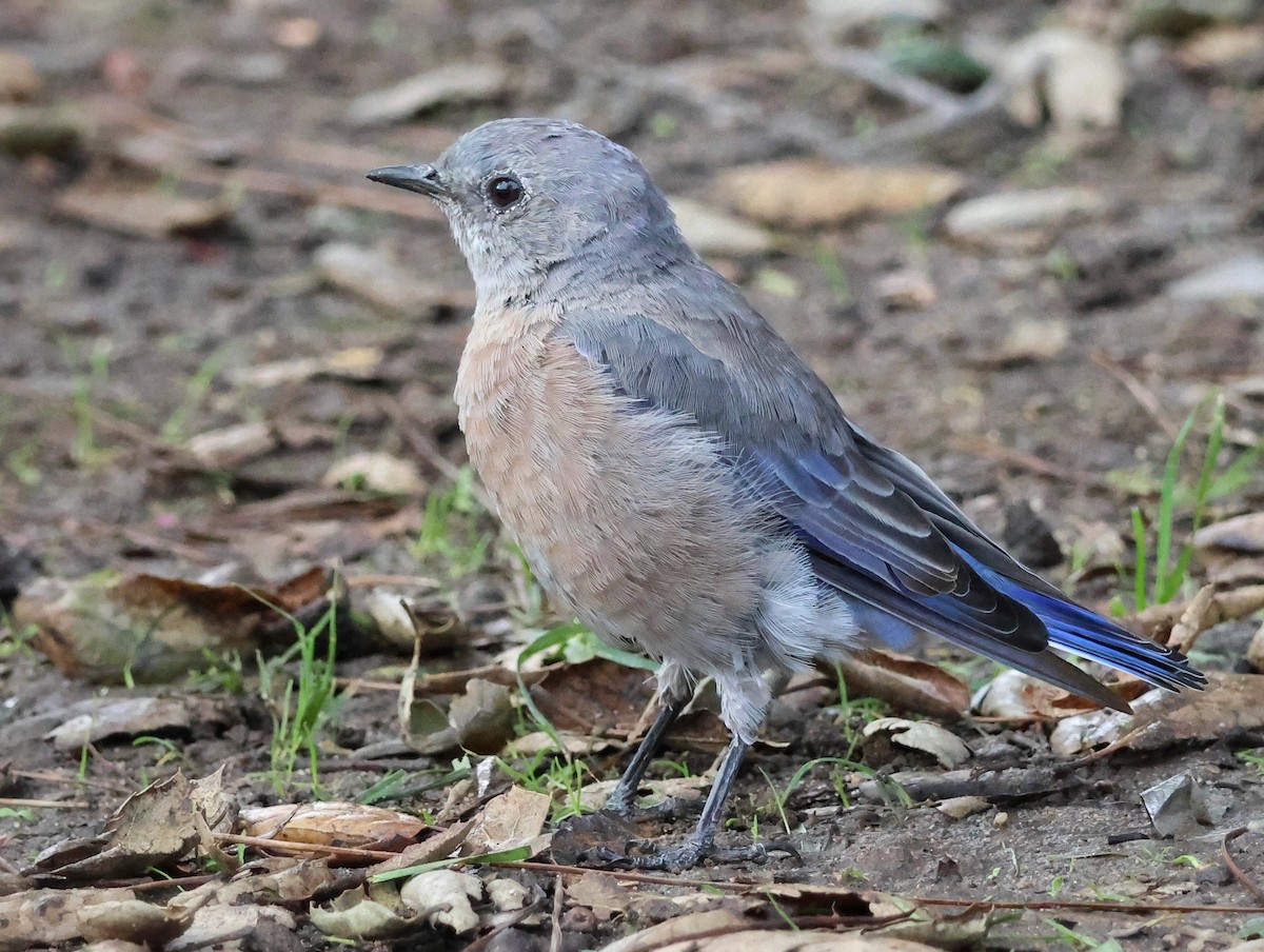Western Bluebird - ML641803923