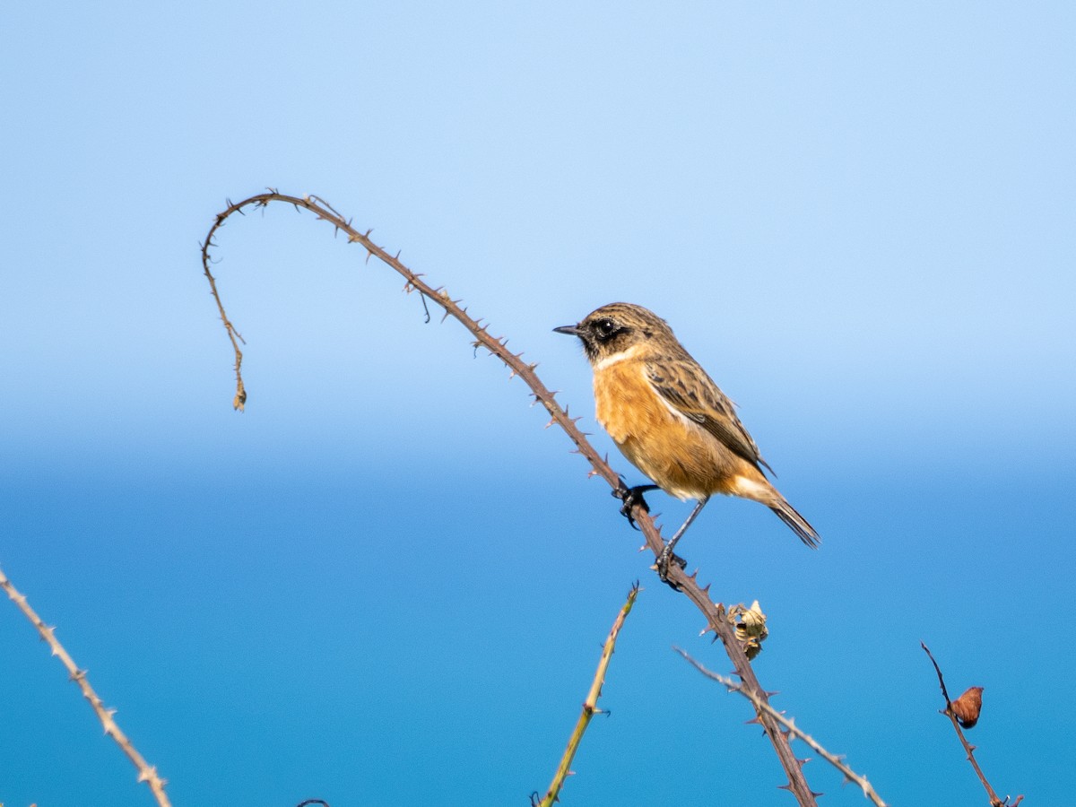 European Stonechat - ML641803925