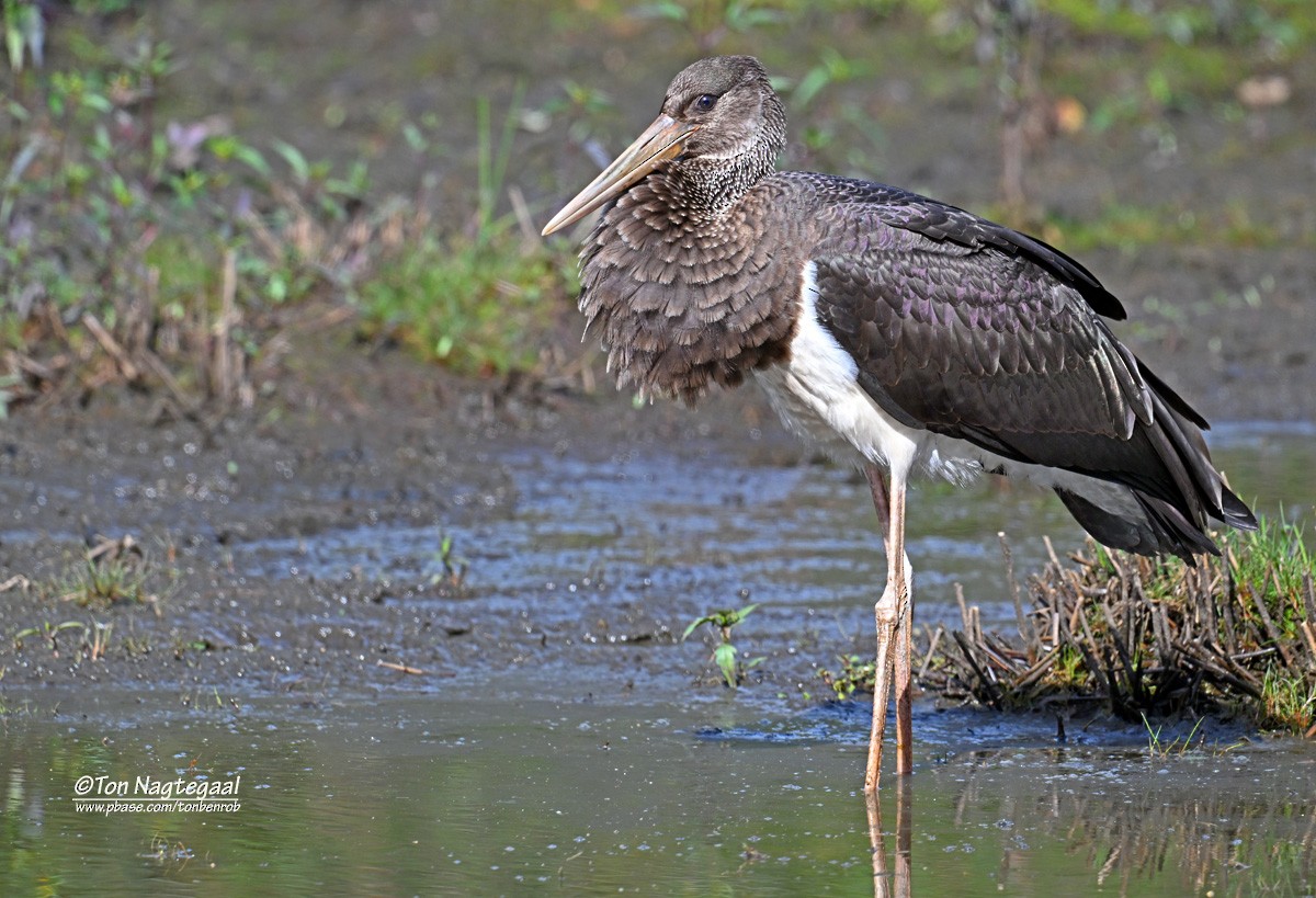 Black Stork - ML641803937