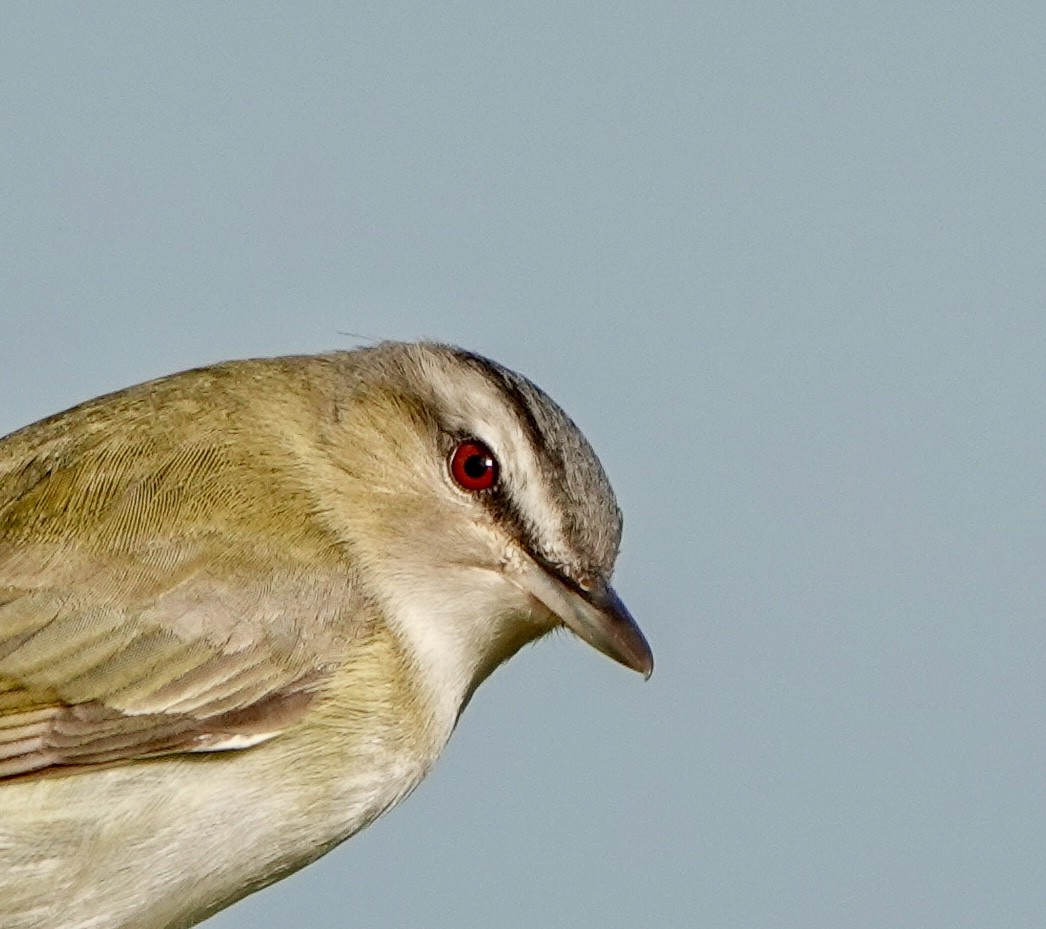Kızıl Gözlü Vireo - ML641803960