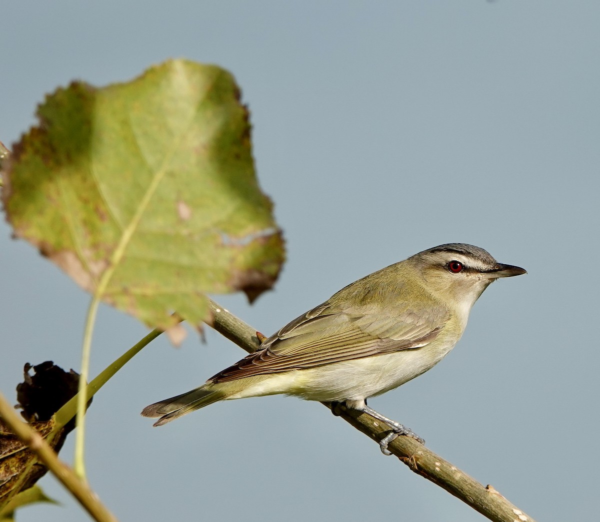 Kızıl Gözlü Vireo - ML641803961