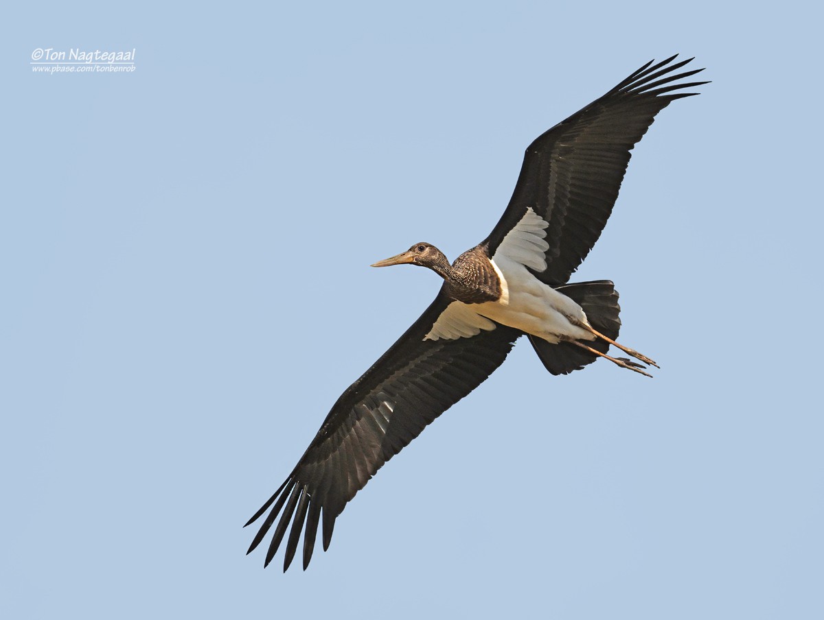 Black Stork - ML641803962