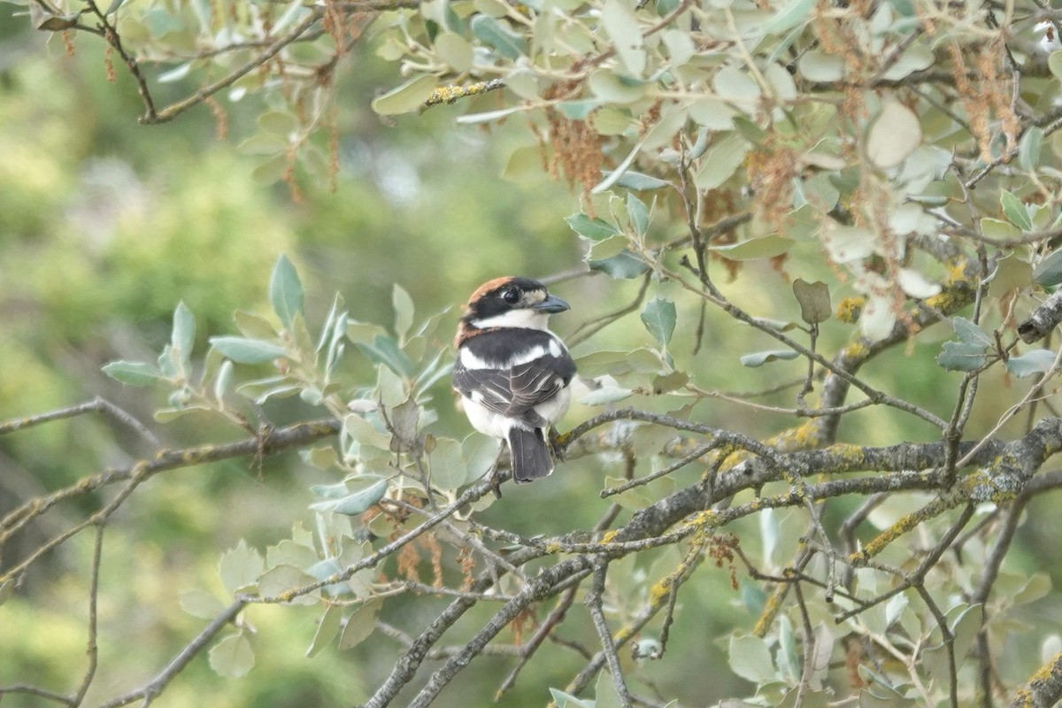 Woodchat Shrike - ML641803988