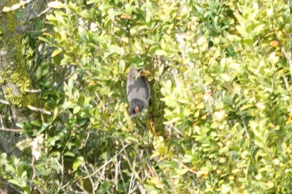 Sardinian Warbler - ML641803991