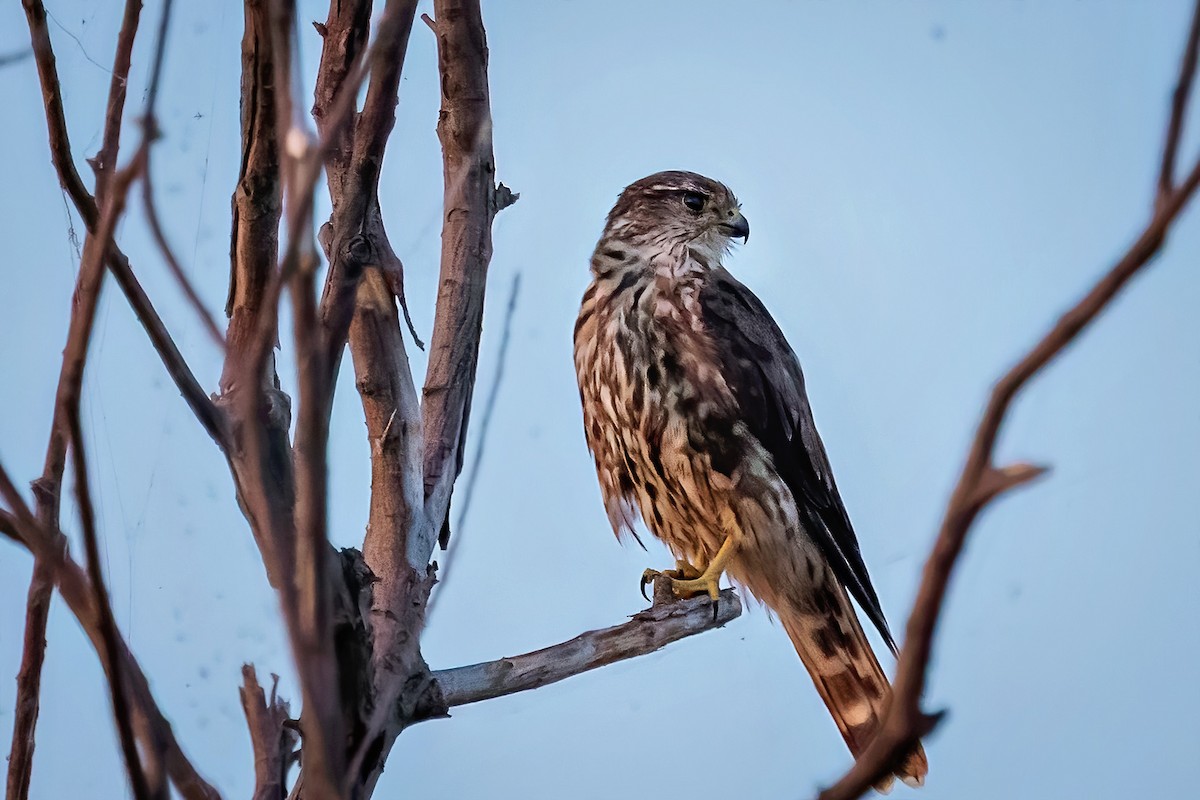 Falco sp. - ML641803996