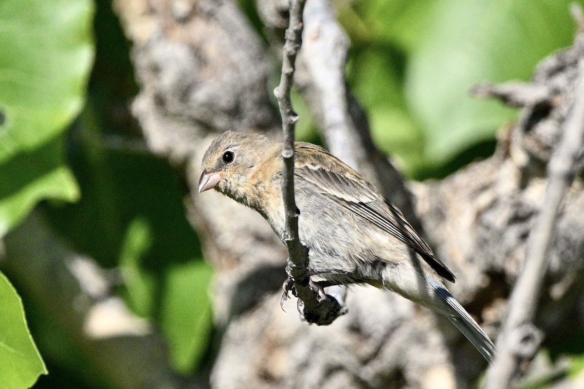 Lazuli Bunting - ML641804001