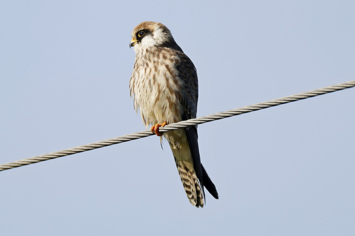 Red-footed Falcon - ML641804004
