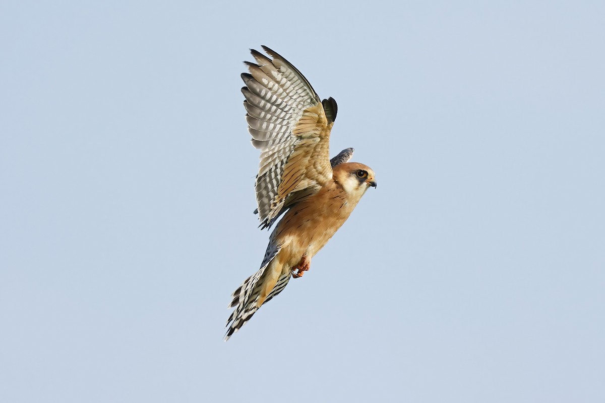 Red-footed Falcon - ML641804021