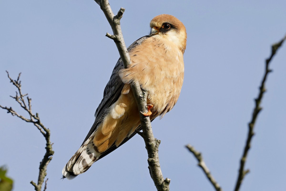 Red-footed Falcon - ML641804022