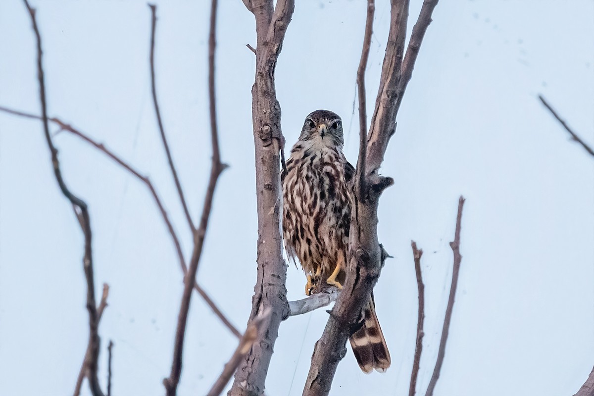 Falco sp. - ML641804023