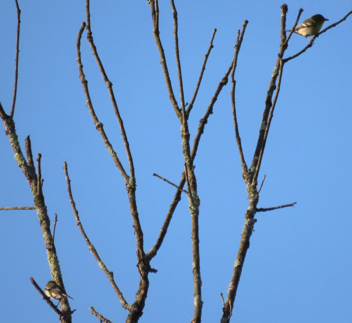 Sarı Gerdanlı Vireo - ML641804033
