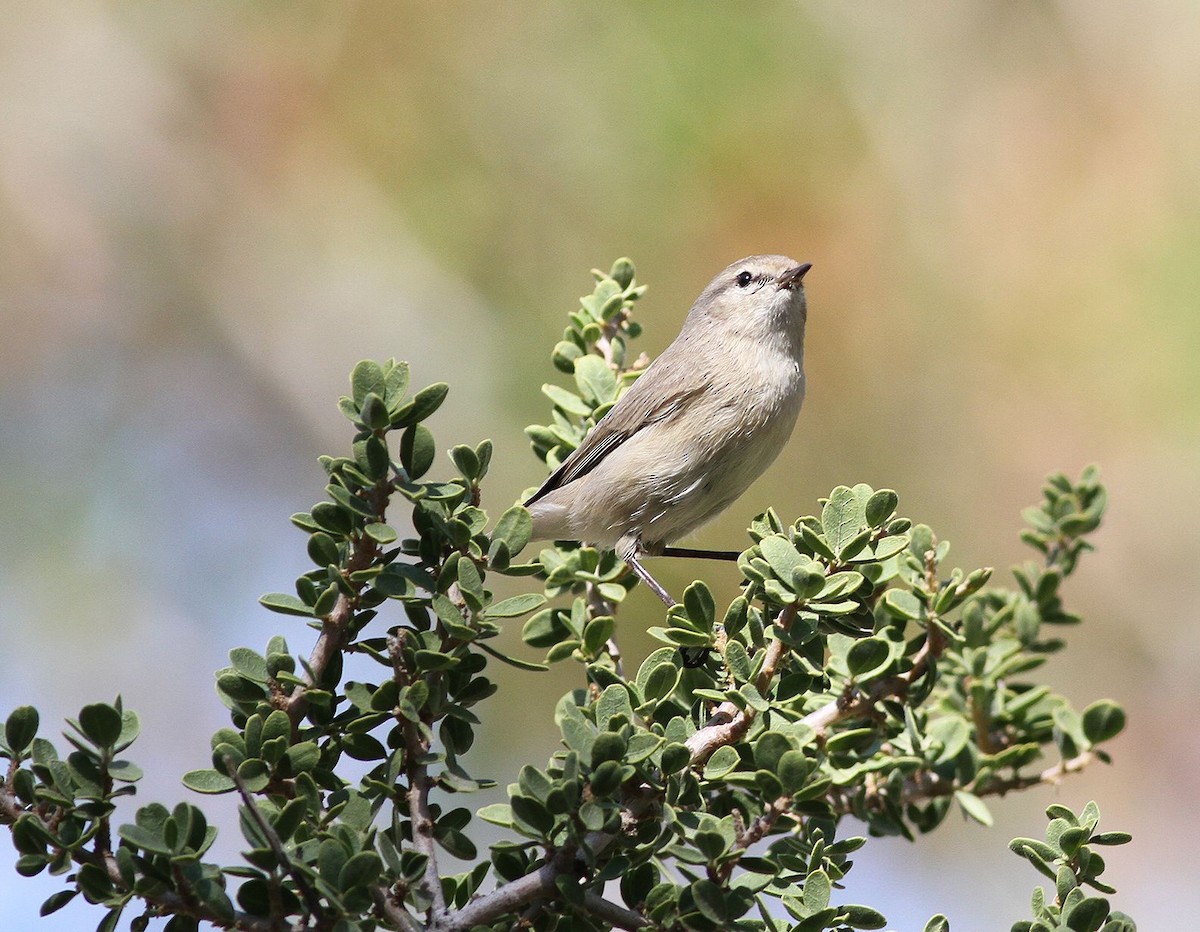Plain Leaf Warbler - ML641804034