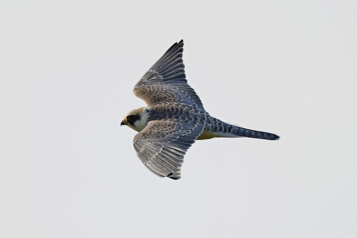Red-footed Falcon - ML641804039