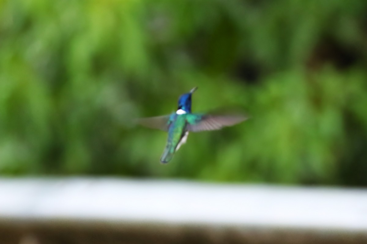 White-necked Jacobin - ML641804045
