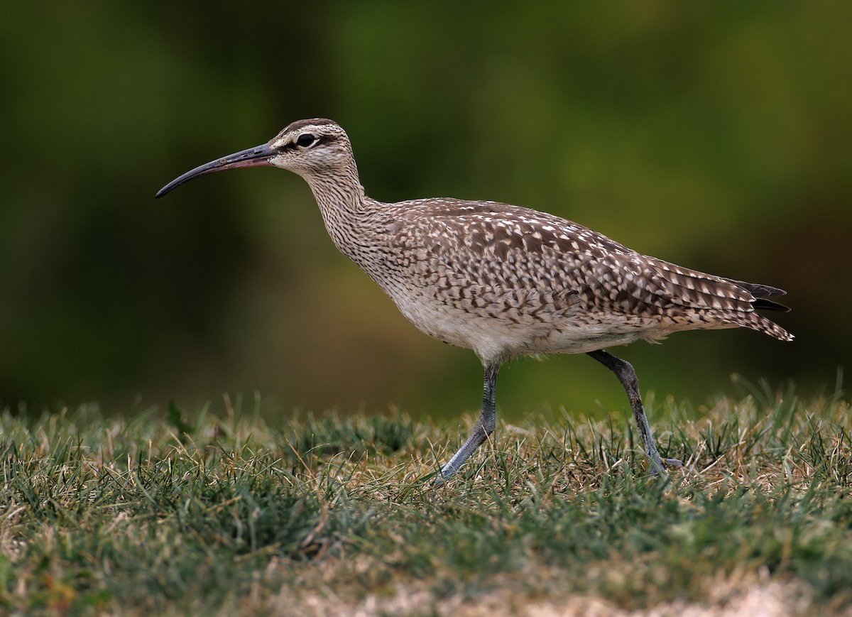 Hudsonian Whimbrel - ML641804062