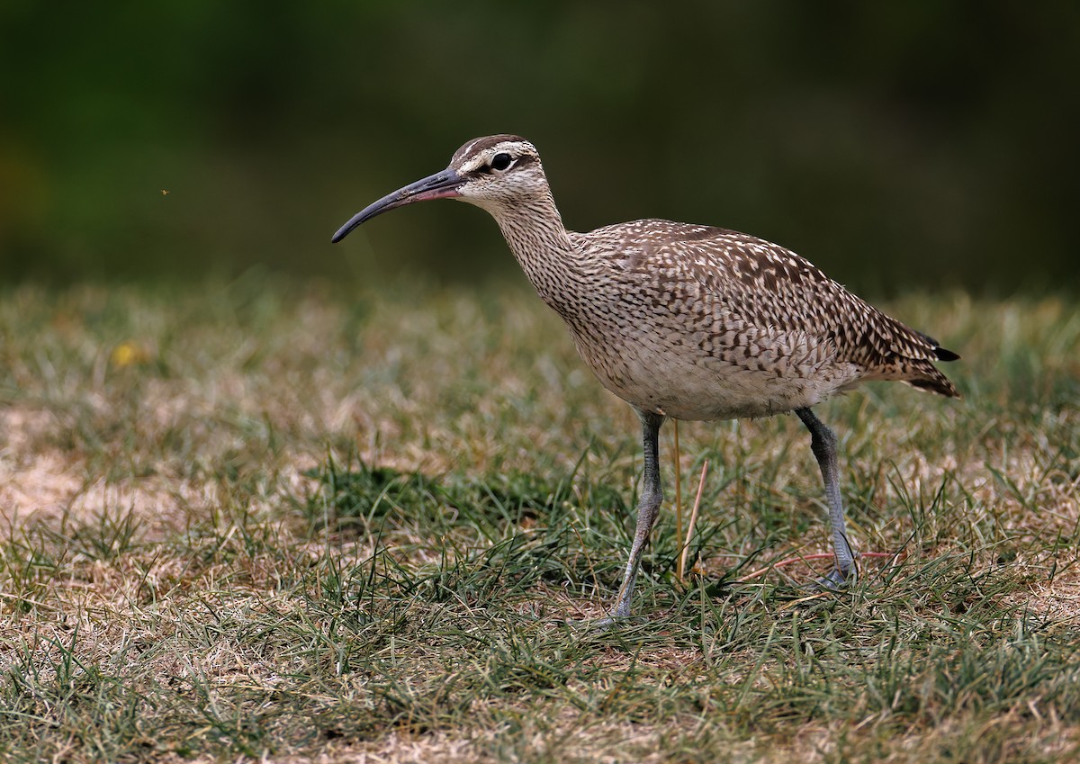 Hudsonian Whimbrel - ML641804066