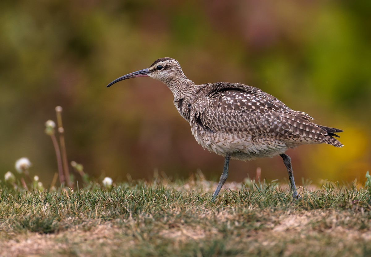 Hudsonian Whimbrel - ML641804072
