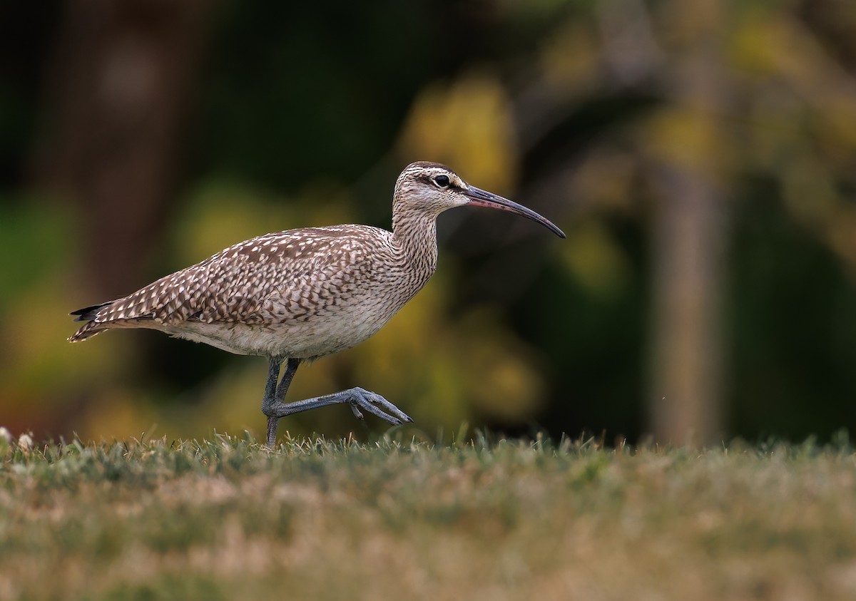 Hudsonian Whimbrel - ML641804075
