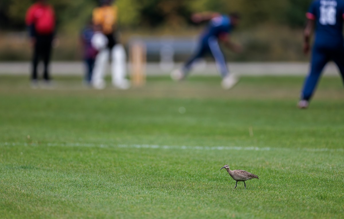 Hudsonian Whimbrel - ML641804081