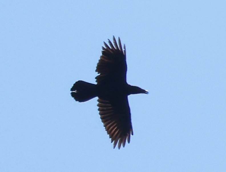 Common Raven - ML641804106