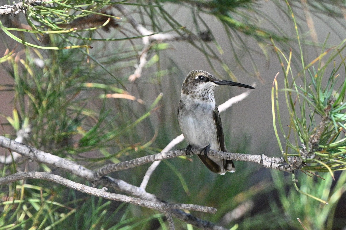 Black-chinned Hummingbird - ML641804107