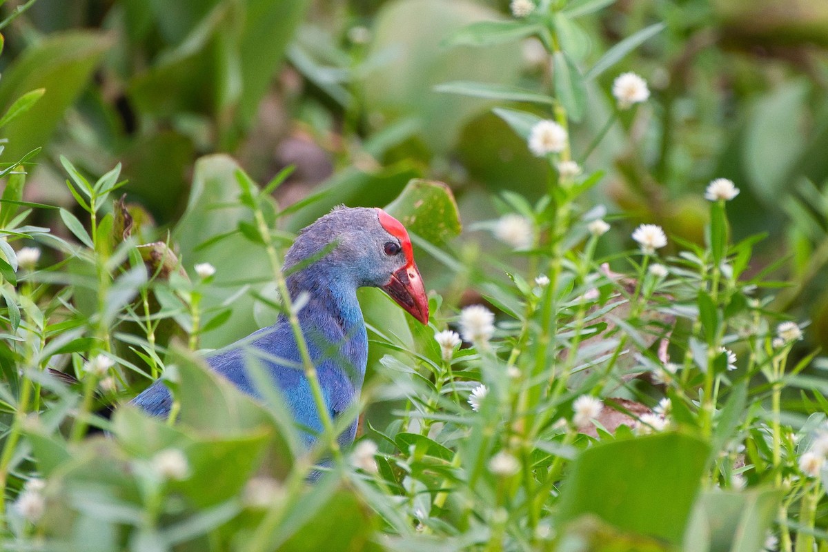Gray-headed Swamphen - ML641804128