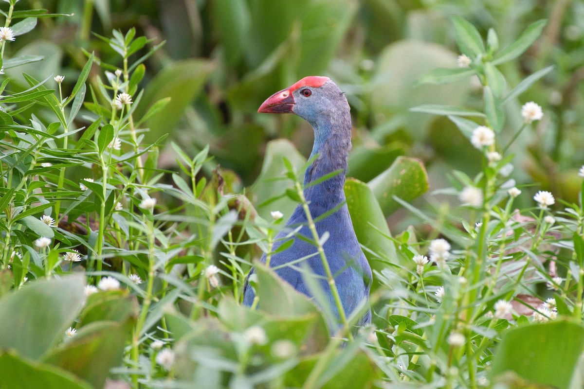 Gray-headed Swamphen - ML641804129