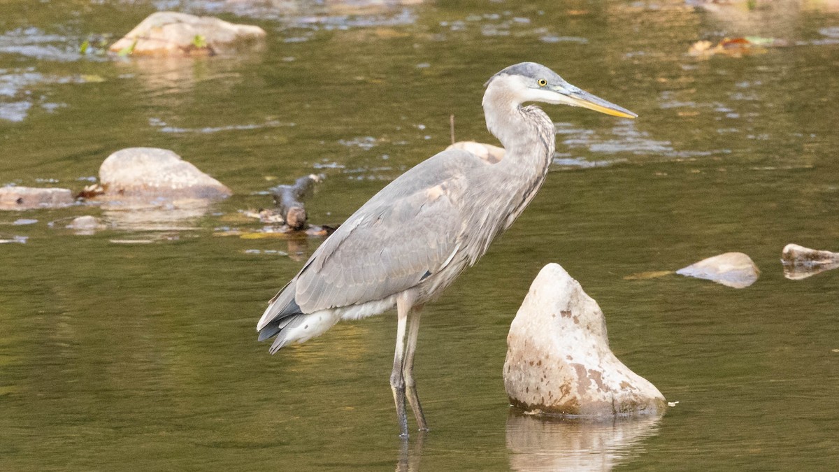 Great Blue Heron - ML641804146