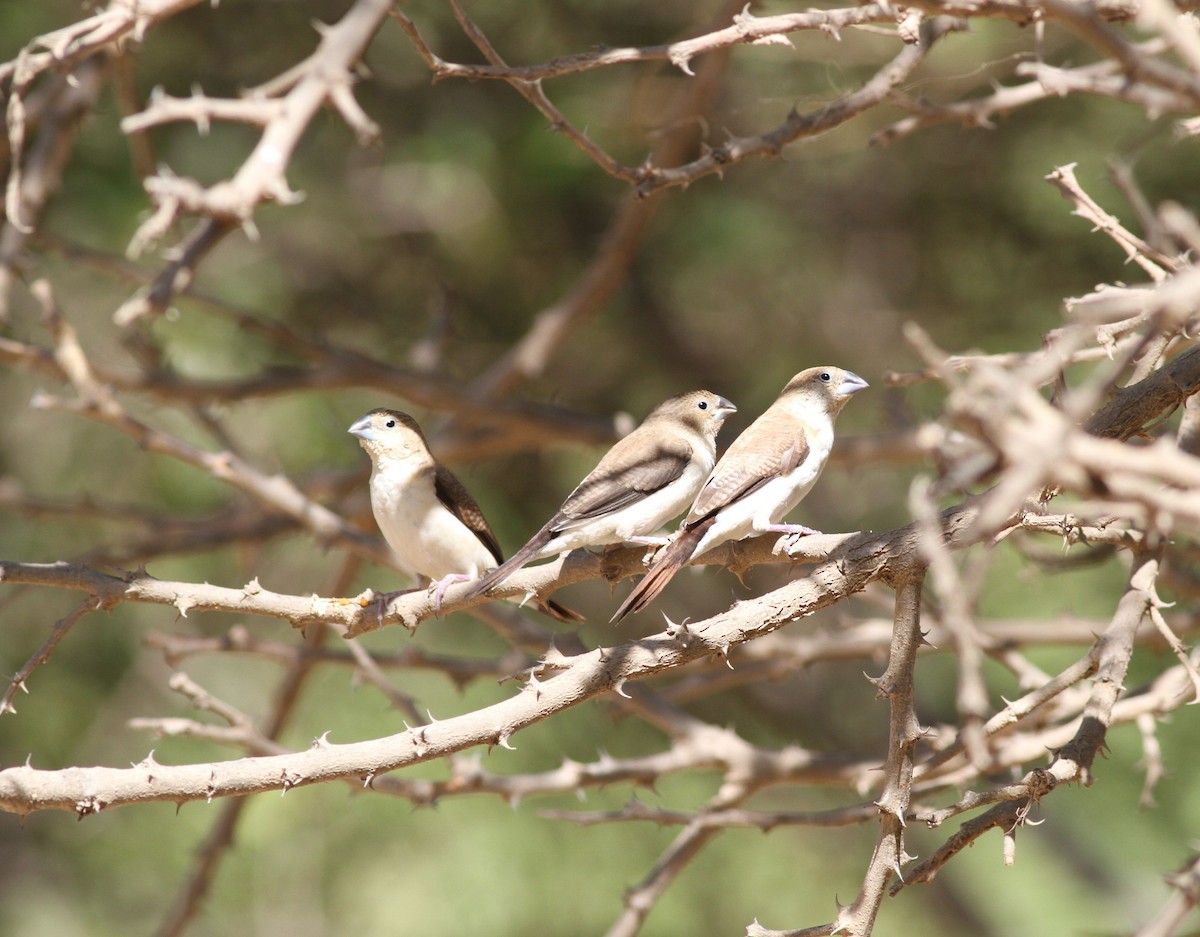 African Silverbill - ML641804147