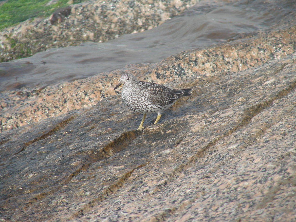 Surfbird - ML641804148