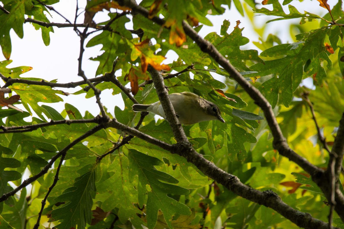 Blue-headed Vireo - ML641804155