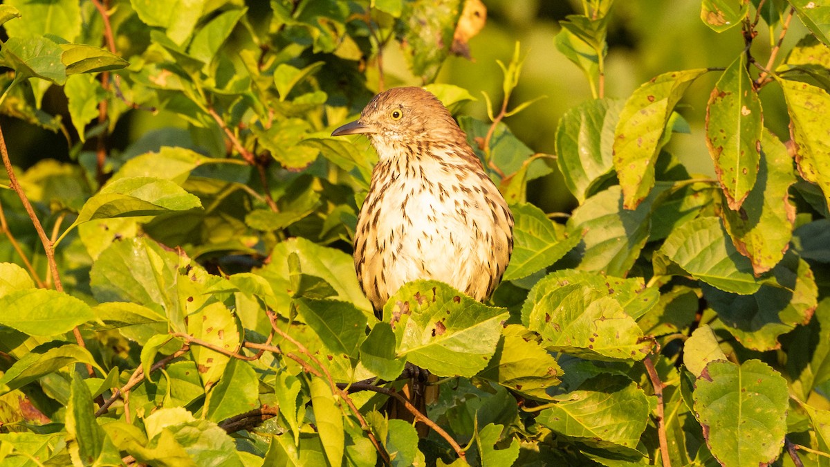 Brown Thrasher - ML641804161