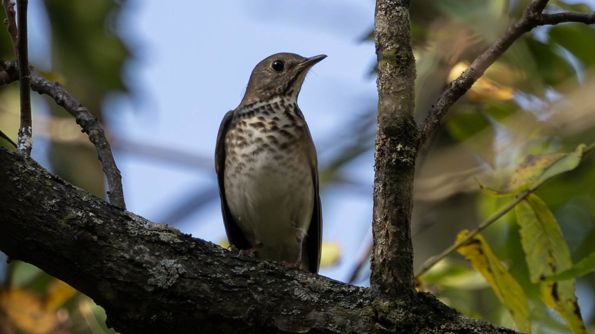 Gray-cheeked Thrush - ML641804163
