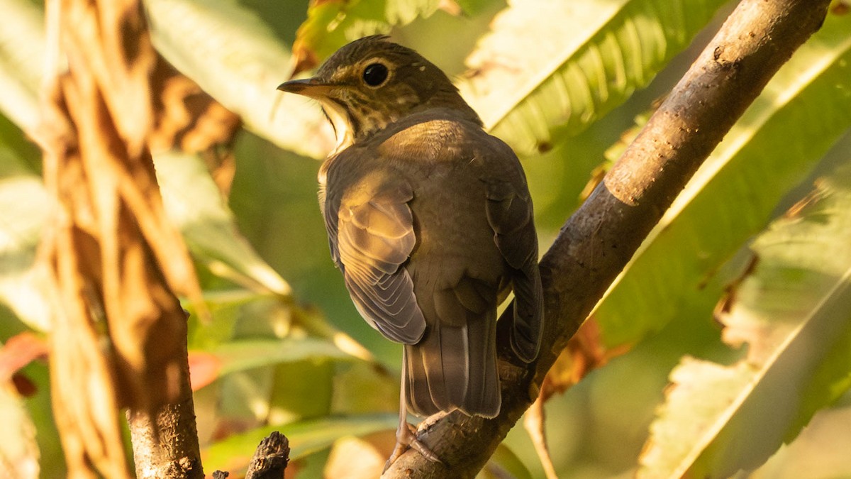 Swainson's Thrush - ML641804188