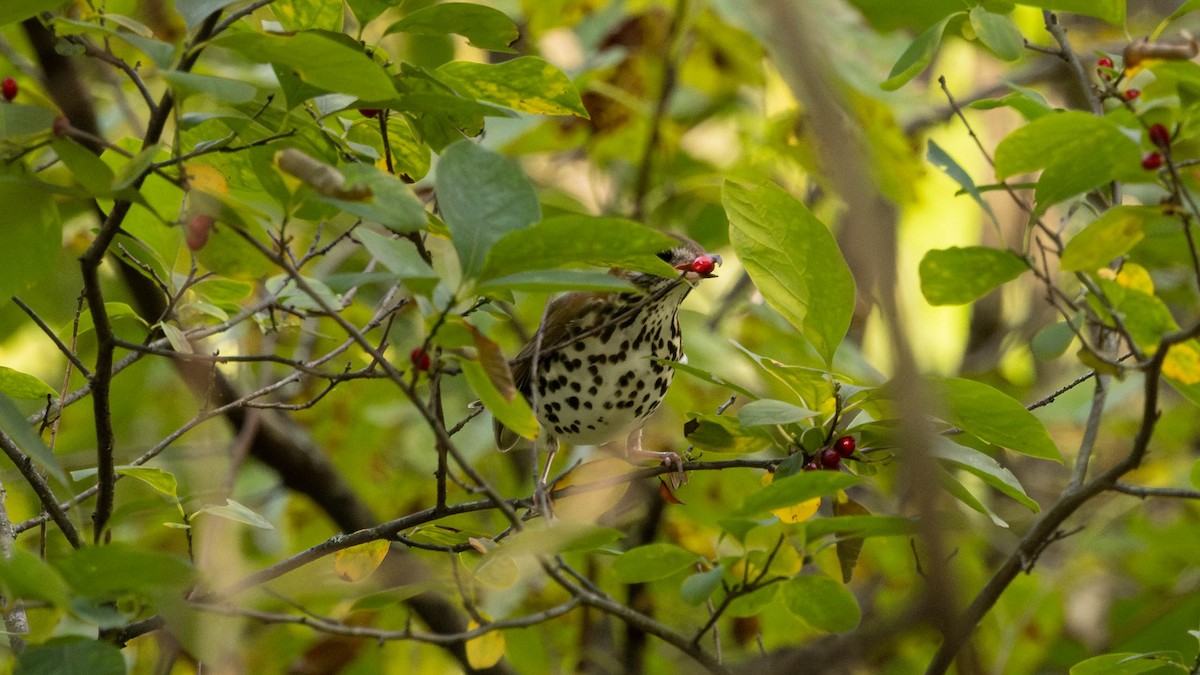 Wood Thrush - ML641804197