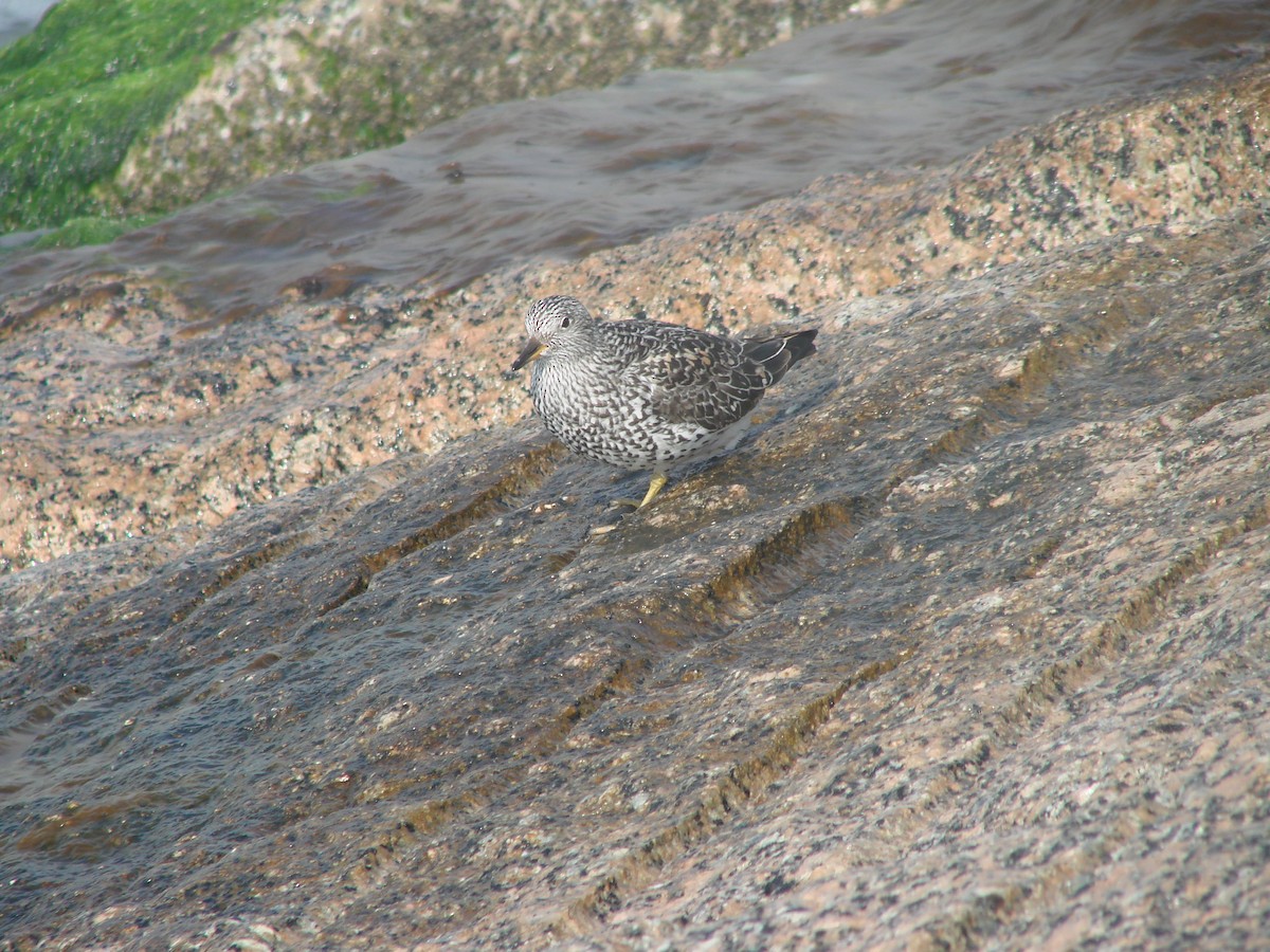 Surfbird - ML641804199