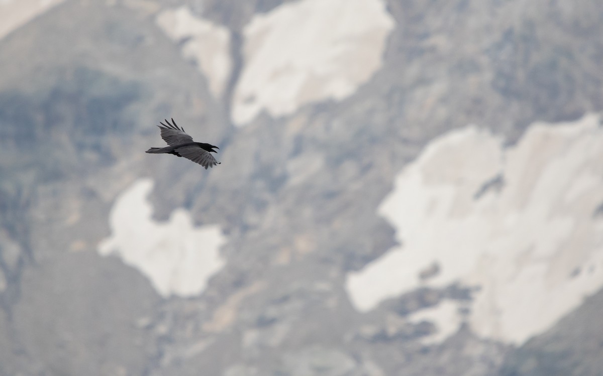Common Raven - ML641804203