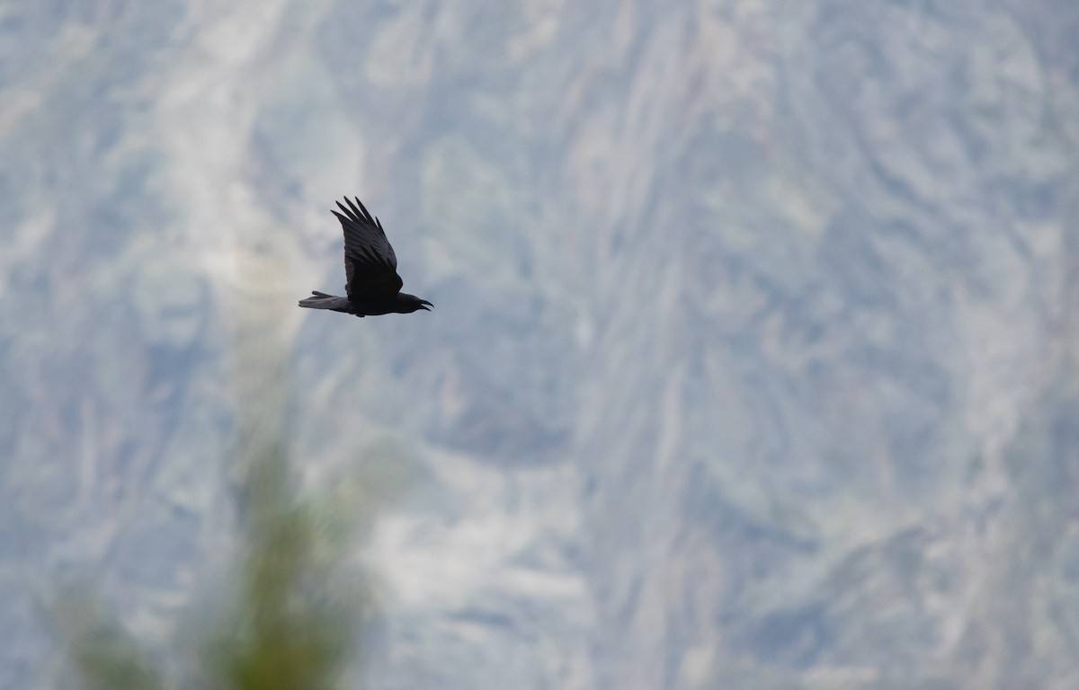 Common Raven - ML641804204