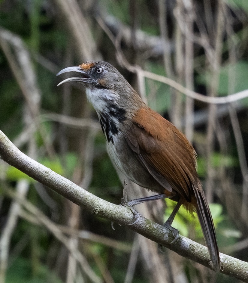 Pomatorhin tacheté - ML641804210