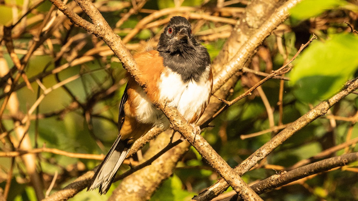 Eastern Towhee - ML641804213