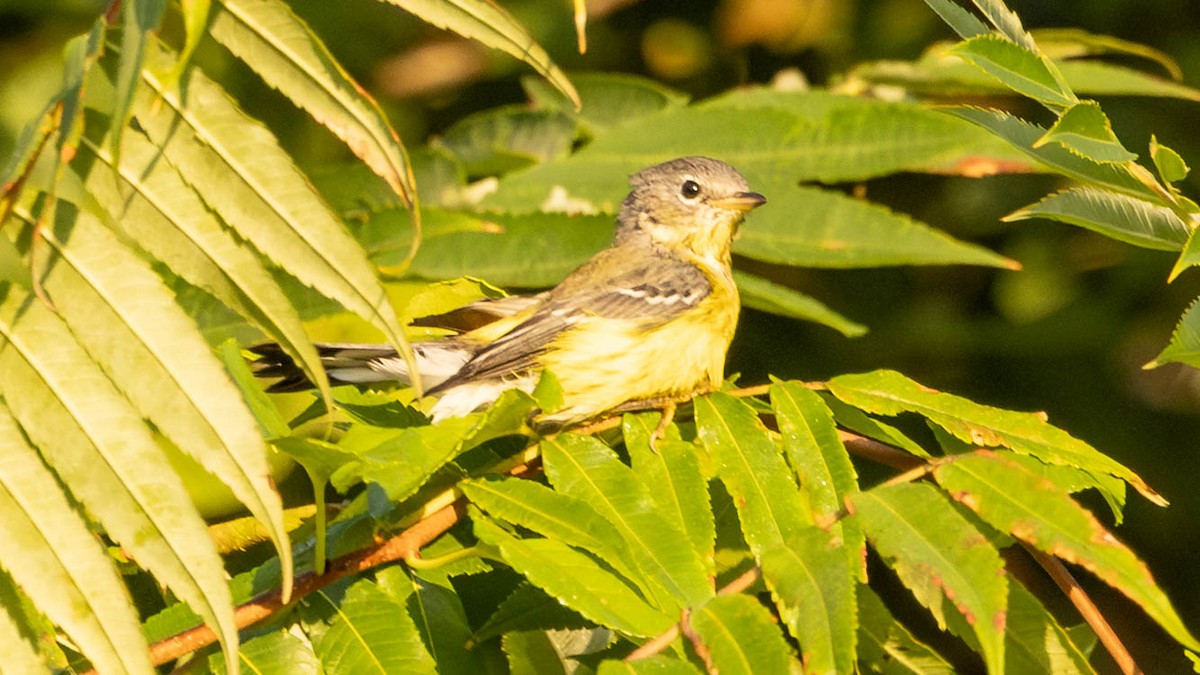 Magnolia Warbler - ML641804219