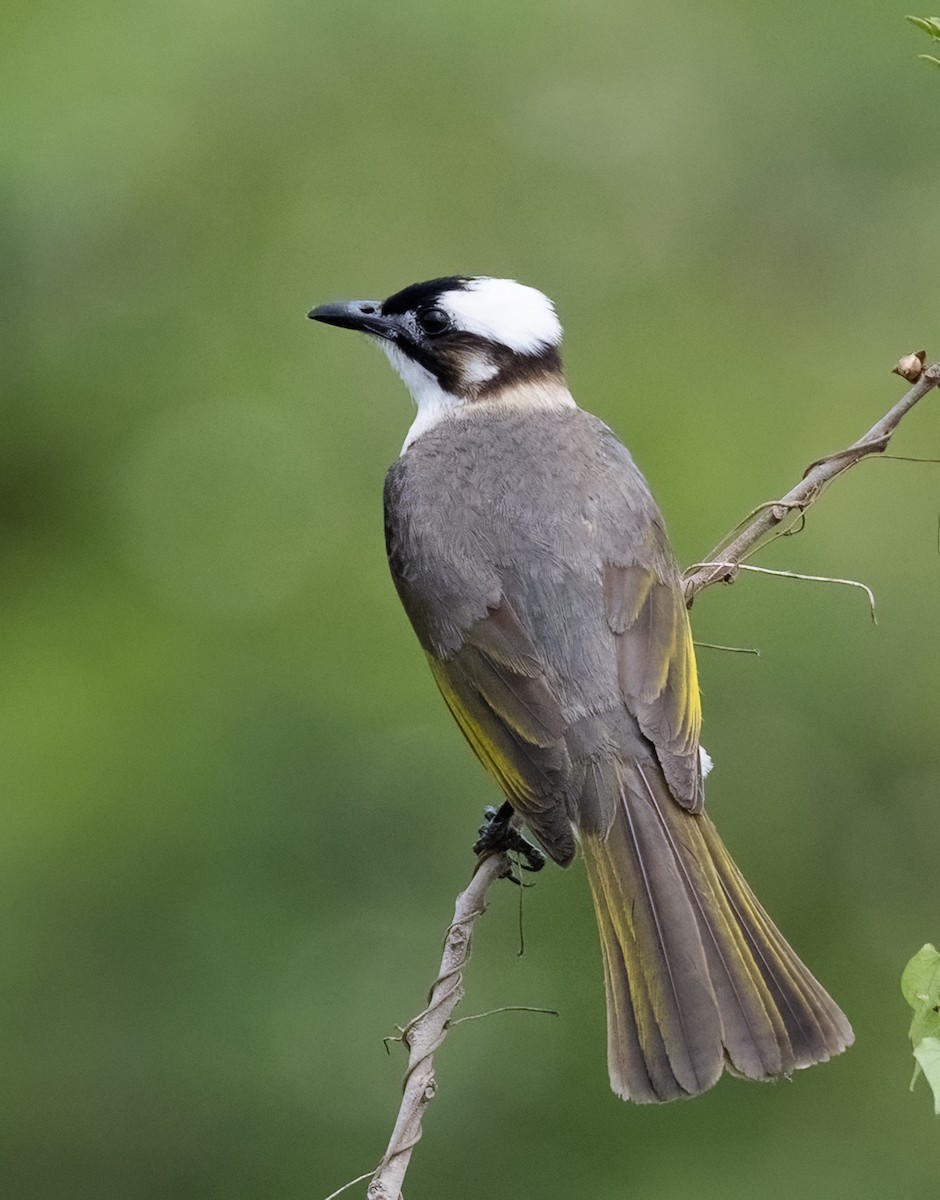 Light-vented Bulbul (formosae/orii) - ML641804226