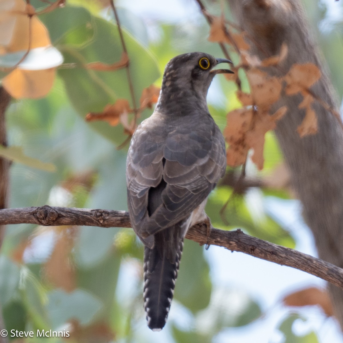 Pallid Cuckoo - ML641804232